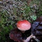 5 IMG_5676 Tegelröd slöjskivling Hypholoma lateritium