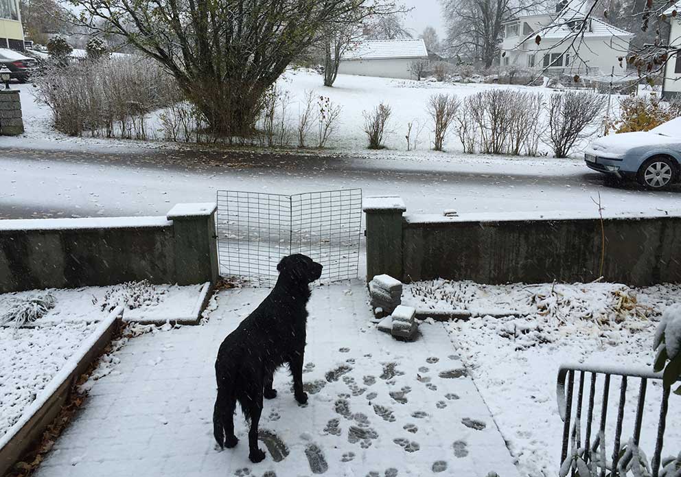 Snö som hunden Sam älskar. Bäckstigen , Skillingaryd, 2 november 2016 klockan 08.15